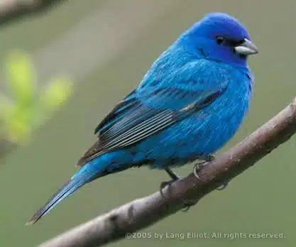 A Real Twitter Bird