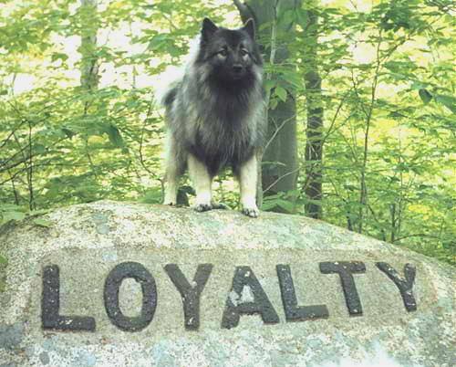 Loyal Customer Service