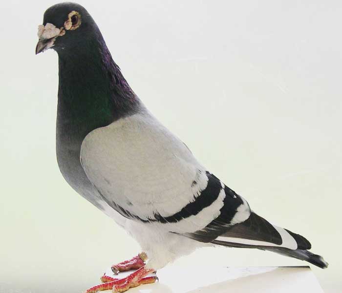 Pigeon