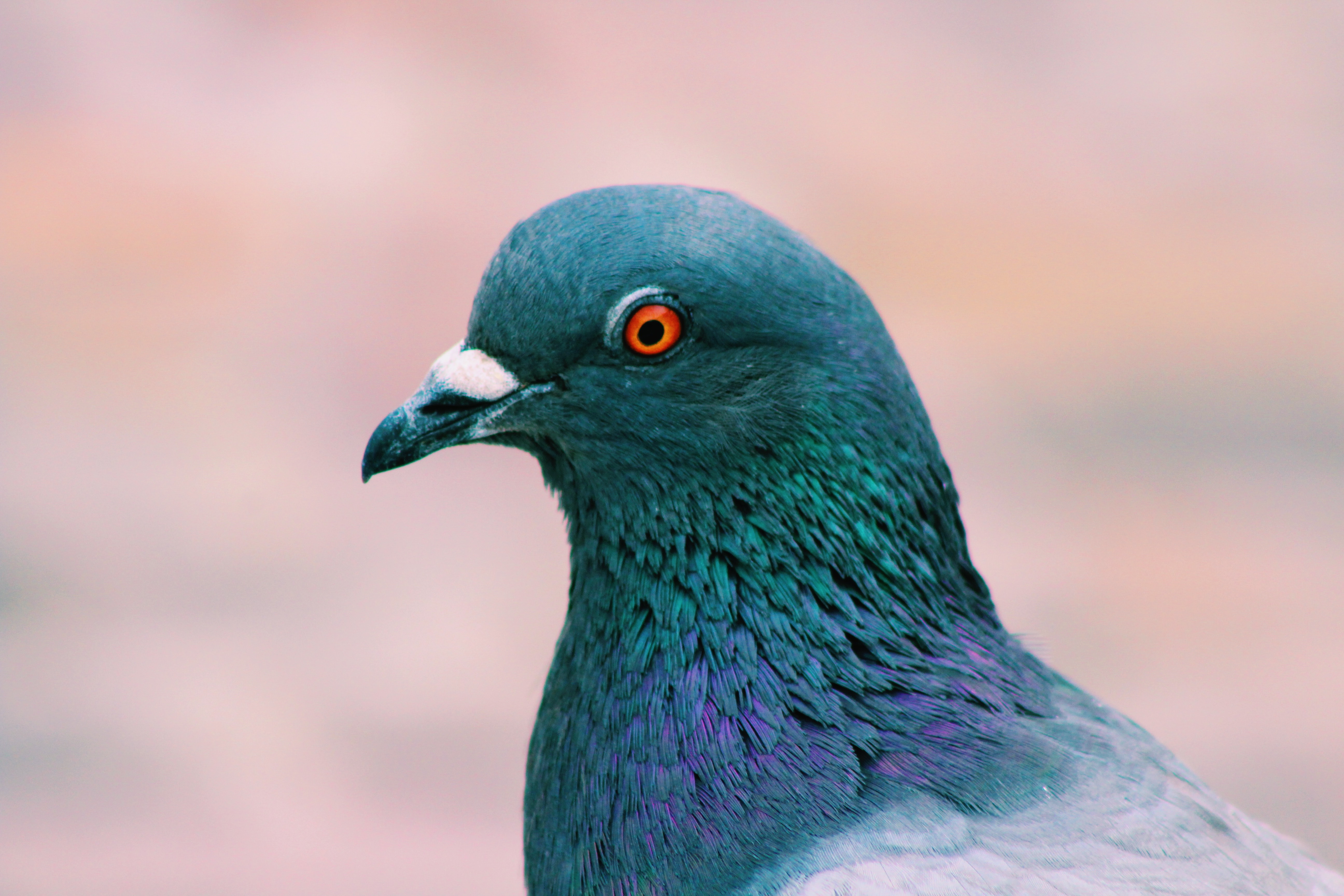 Google 'Pigeon' Update